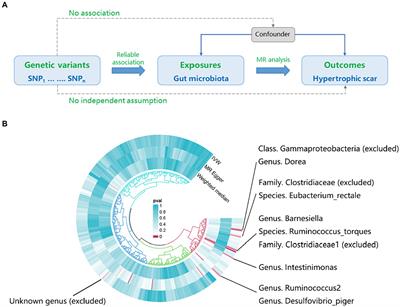 Dissecting the association between gut microbiota and hypertrophic scarring: a bidirectional Mendelian randomization study